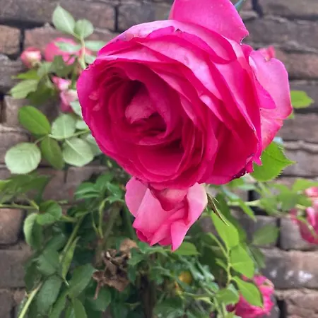 Villa Delle Rose-3