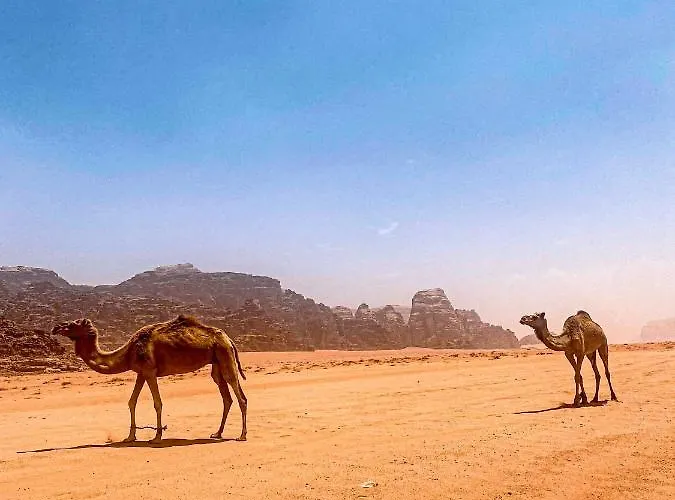 Wadi Rum Polaris Camp