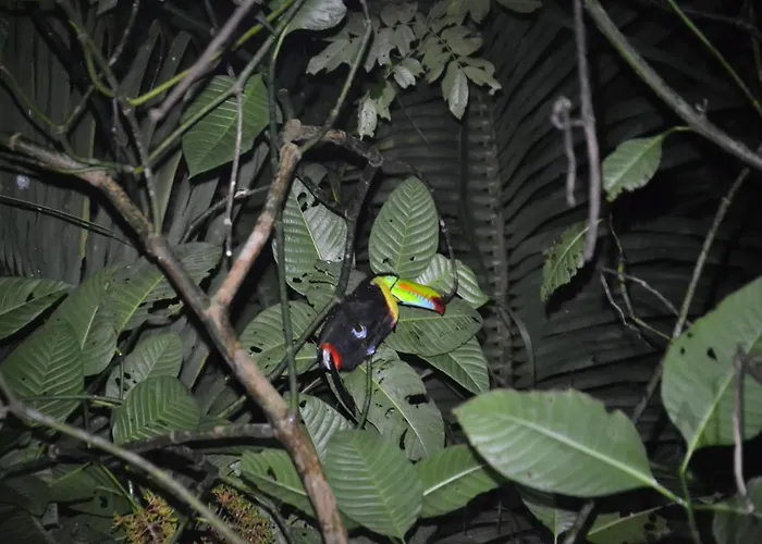 Green Macaw Hostel