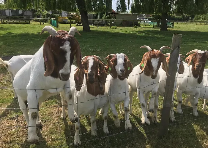 Withy Farm