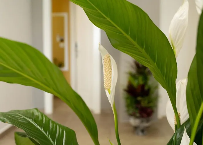 Hotel Luris