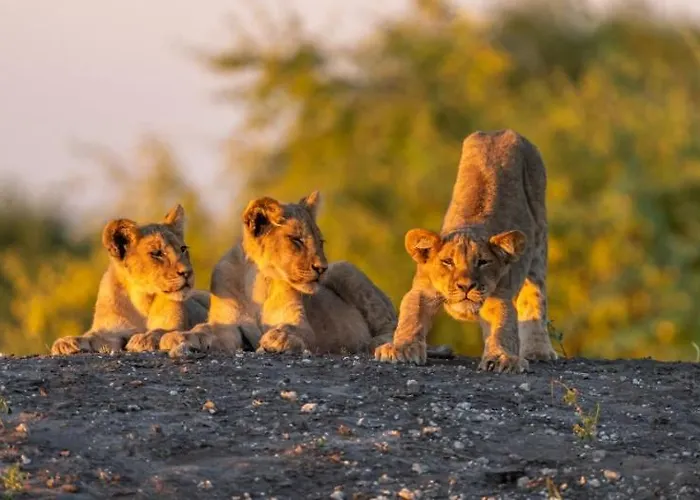 Jackalberry Chobe
