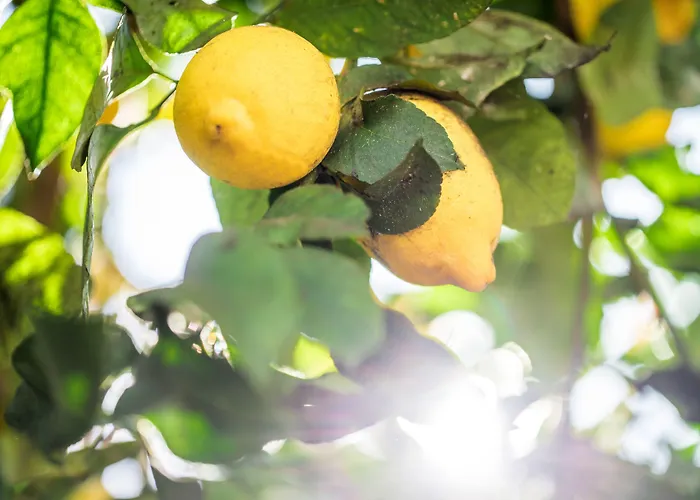 Lemon Tree Stay