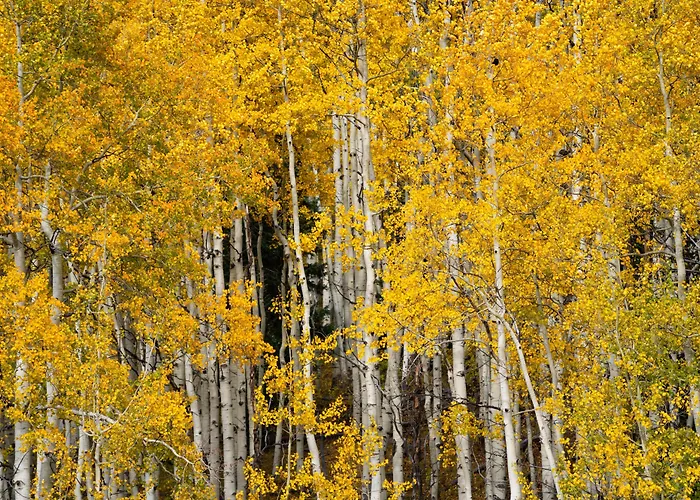 Aspen Springs Angel Fire