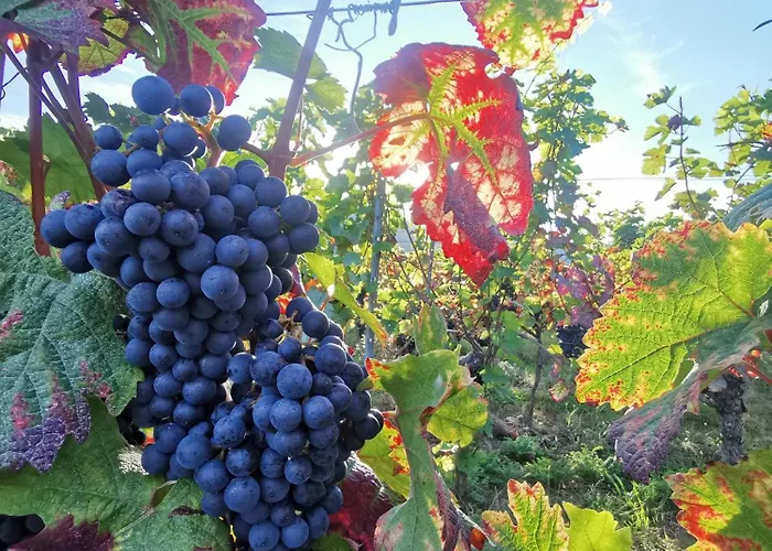Das Landhotel Weingut Gernert