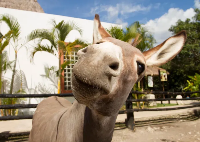 Sandos Caracol Nature Resort & Water Park All Inclusive (Adults Only)