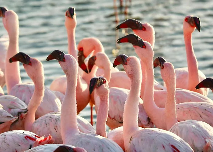 Flamingo Villas Boutique Hotel