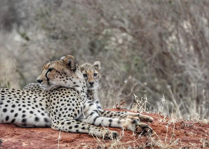 Tausa Tsavo Eco Lodge