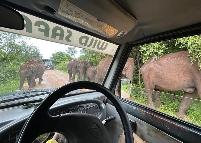 Wild Safari Clay House