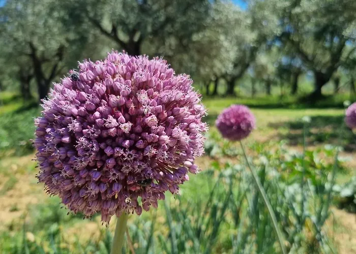 Casale Terre Rosse Garden