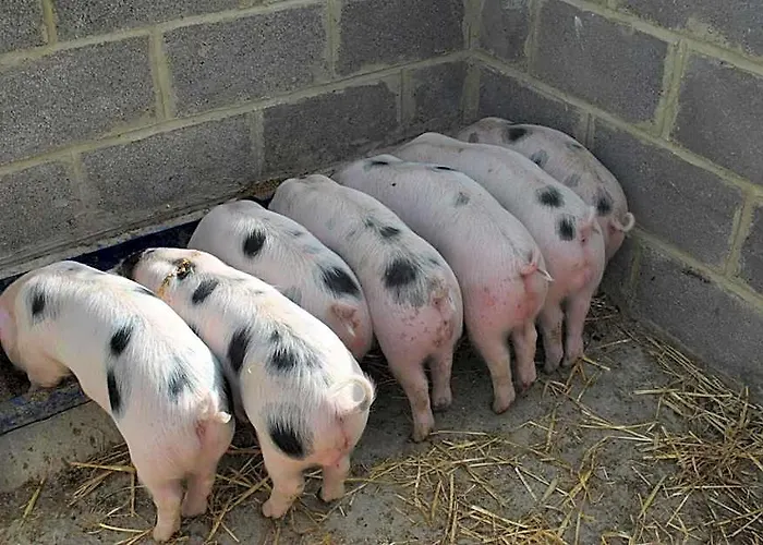 Elms Farm