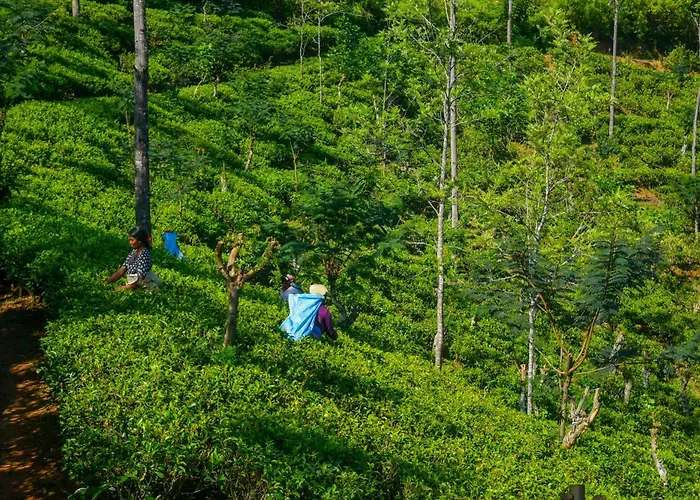 Mf Holiday Bungalow
