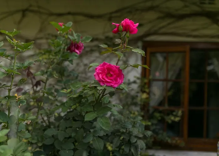 Grace Guest House