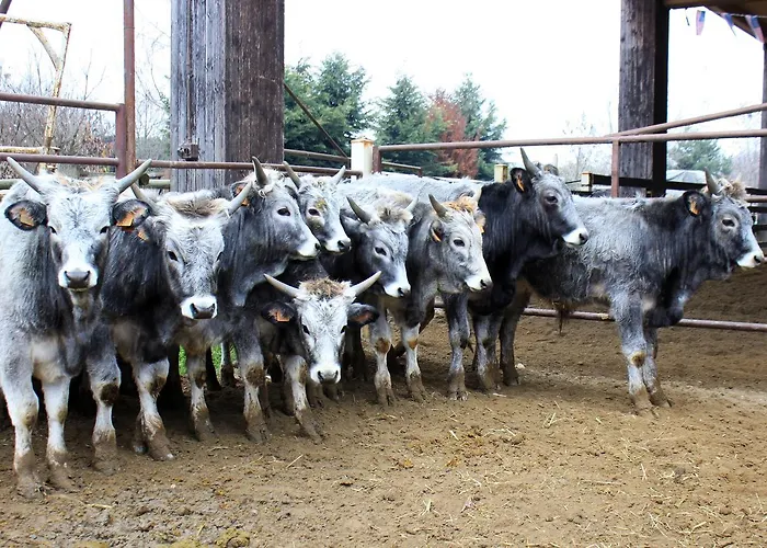 Cowboys Guest Ranch